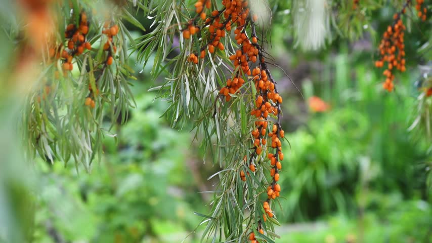 Sea buckthorn branches are abundantly laden with vibrant orange berries and slender green leaves, representing natural harvest and healthy nutrition in a garden setting
