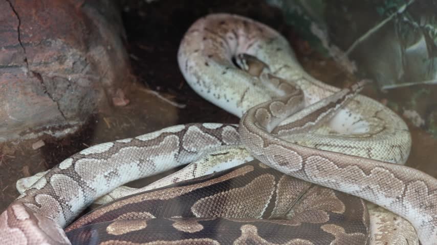 Ball python snakes with beautiful pattern resting together in enclosure illustrating wildlife and reptile pet trade