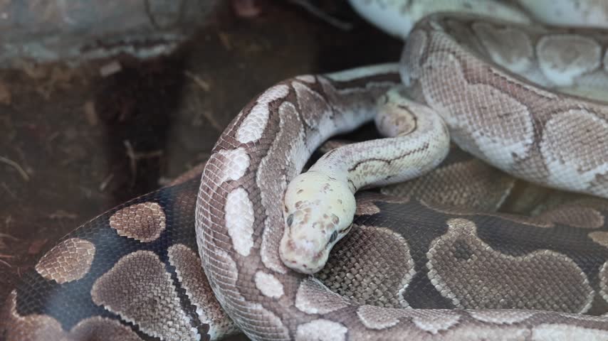 Ball python snakes with beautiful pattern resting together in enclosure illustrating wildlife and reptile pet trade