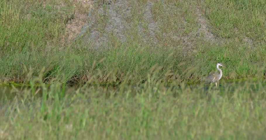 Great Blue Heron Hunts for Fish Through Grass in a Wetland Pond. DCI 24p.