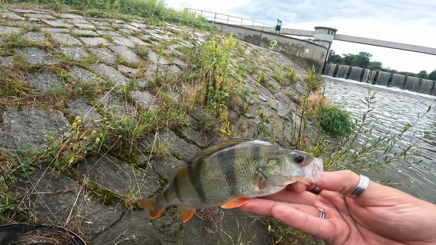 POV angler holding a caught European Perch (Perca fluviatilis) by the river weir. Sport fishing.