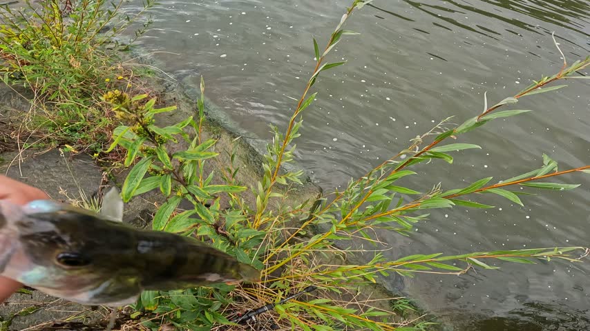 POV angler releasing a European Perch (Perca fluviatilis) back into the river. Catch and release.
