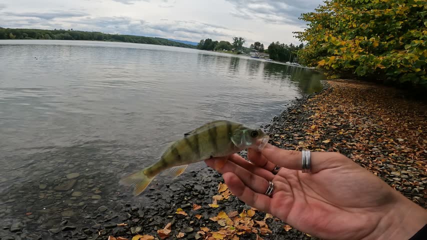 POV of an angler releasing a European Perch (Perca fluviatilis) back into the clear lake water. Sustainable catch and release sport fishing