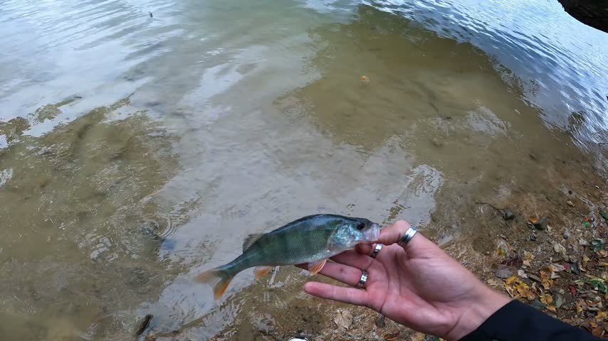 POV Catch and Release: Angler Releasing European Perch (Perca fluviatilis) into a Lake and Pointing. Sport Fishing Lifestyle.