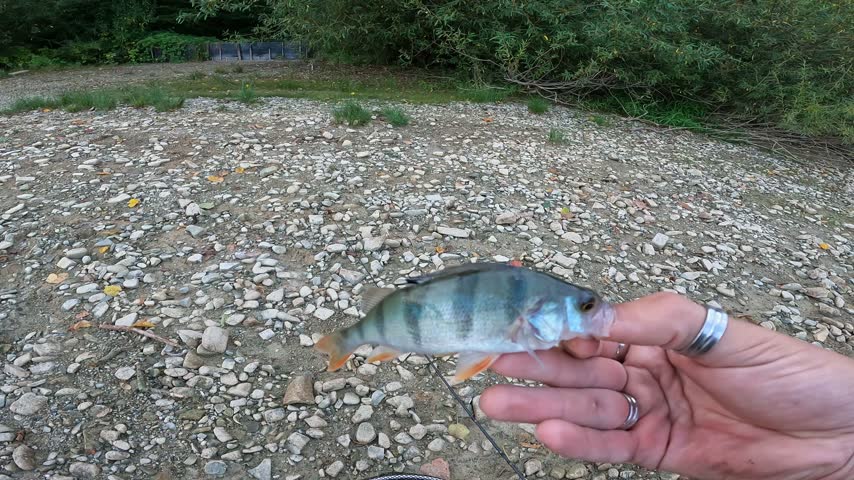 Catch and release concept. Fisherman holding small European perch (Perca fluviatilis) and releasing it into lake.