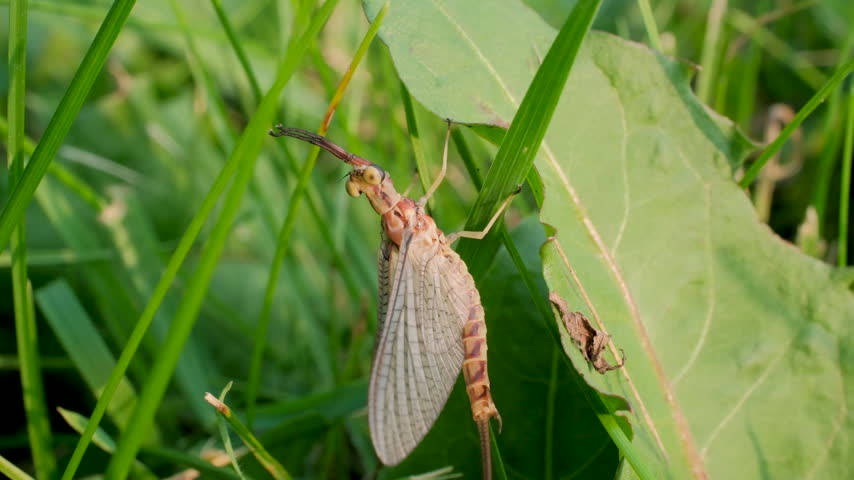 Mayfly Hanging on Grass in Windy Green Field Macro Video