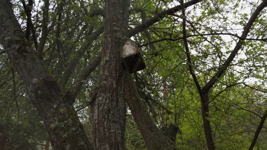Two birds approach a wooden birdhouse in a tree. They inspect the entrance. The birds enter and exit multiple times interacting as they move around the area.