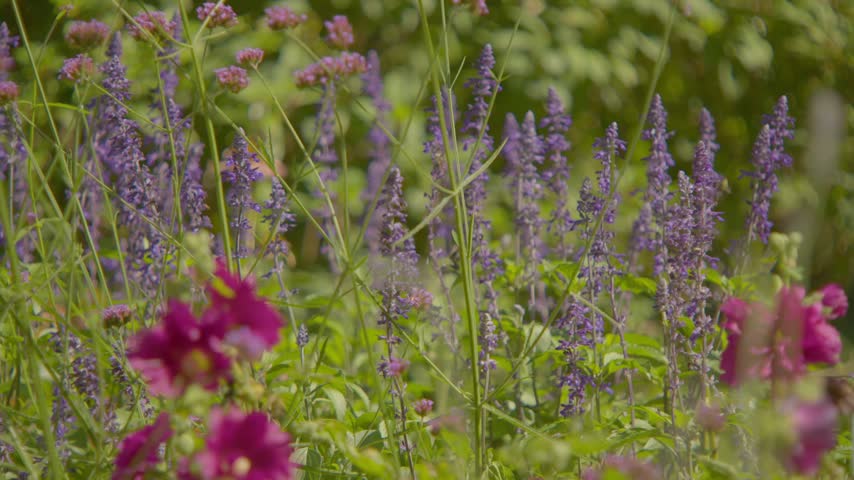 bee on purple and red flowers - 4K