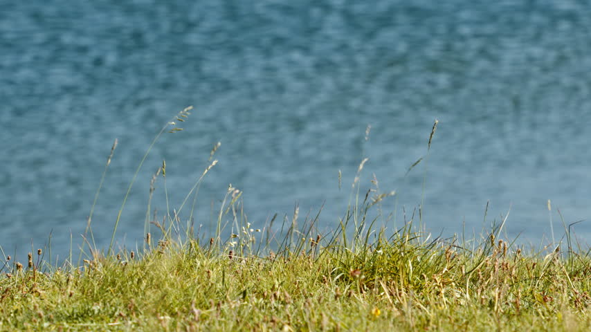 Tall meadow grass on a lakeshore bends in the wind against a softly blurred rippling water backdrop.