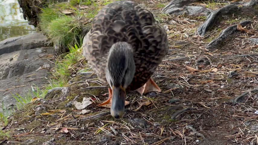 Close-up view of female mallard duck waddling on lake bank before taking flight over water