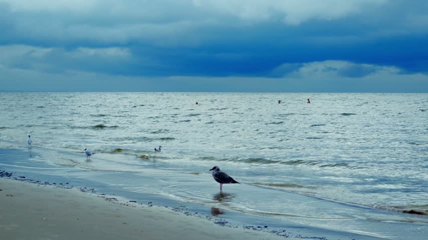 Seagull stands on wet Baltic shoreline then takes flight over rippling ocean waves against moody deep blue cloudy sky background in Jurmala summer resort.