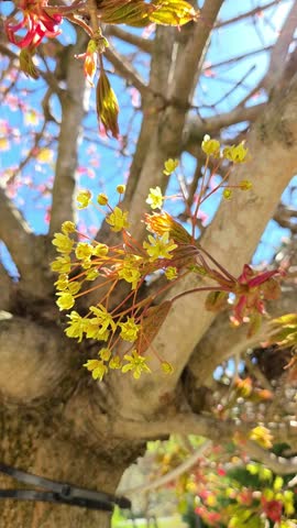 Yellow maple flowers blooming on tree branches in spring. Norway maple blossom clusters against blue sky