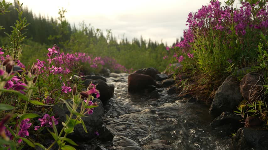 Landscape lock-off of subalpine brook flowing past pink wildflowers