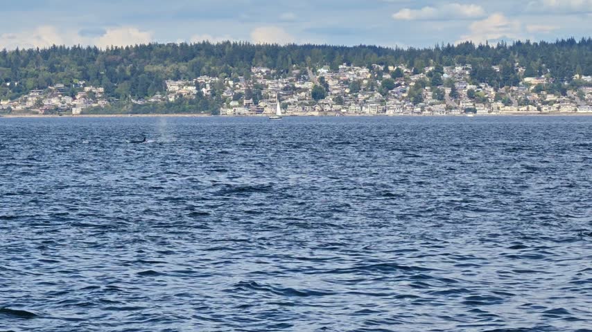 Transient orca also known as Bigg