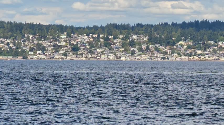 Transient orca also known as Bigg