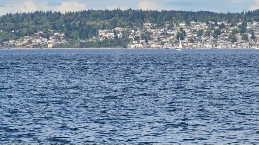 Transient orca also known as Bigg