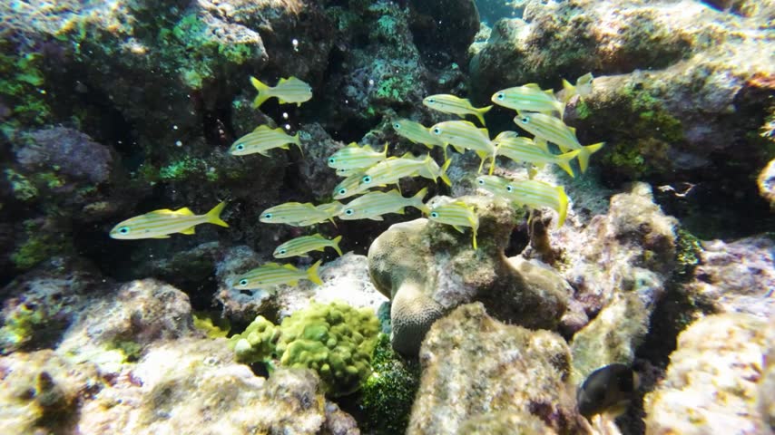 Diver