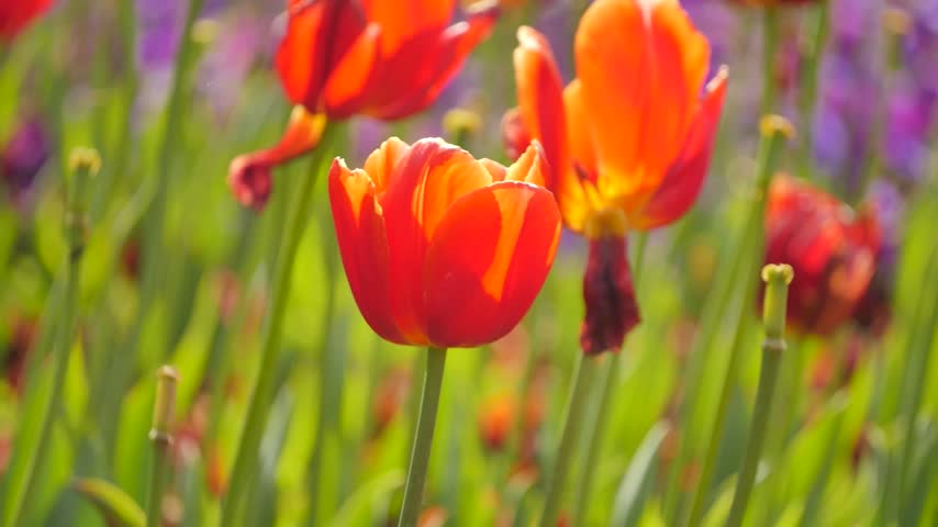 Orange and yellow flowers with stems
