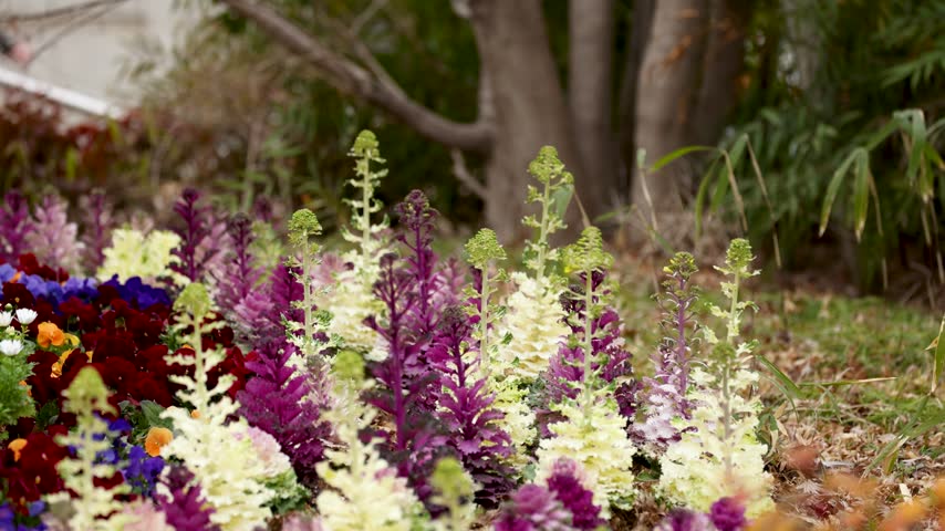 Close-up of purple and white ornamental kale with pansies in an urban Tokyo garden.