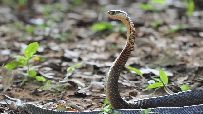 Naja kaouthia or monocled cobra deadly serpent living on a dry leaf in the forestin nature	
