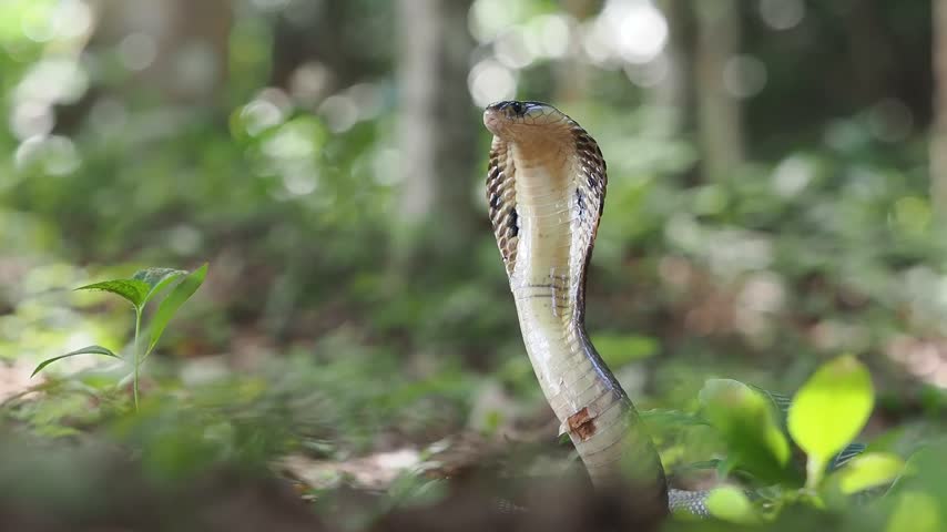 Naja kaouthia or monocled cobra deadly serpent living on a dry leaf in the forestin nature	
