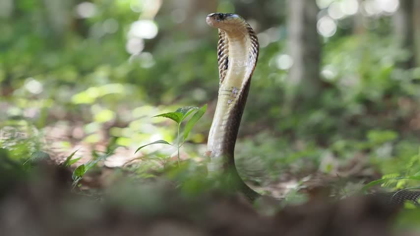 Naja kaouthia or monocled cobra deadly serpent living on a dry leaf in the forestin nature	
