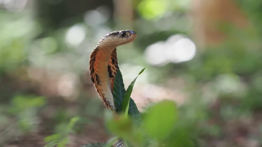 Naja kaouthia or monocled cobra deadly serpent living on a dry leaf in the forestin nature	
