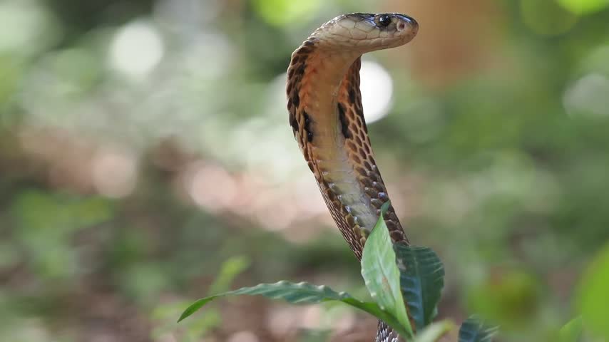 Naja kaouthia or monocled cobra deadly serpent living on a dry leaf in the forestin nature	
