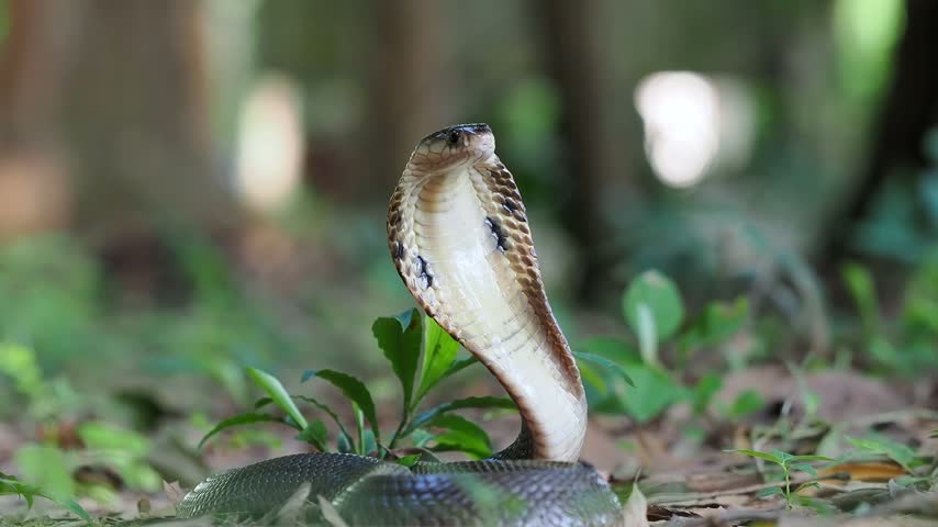 Naja kaouthia or monocled cobra deadly serpent living on a dry leaf in the forestin nature	
