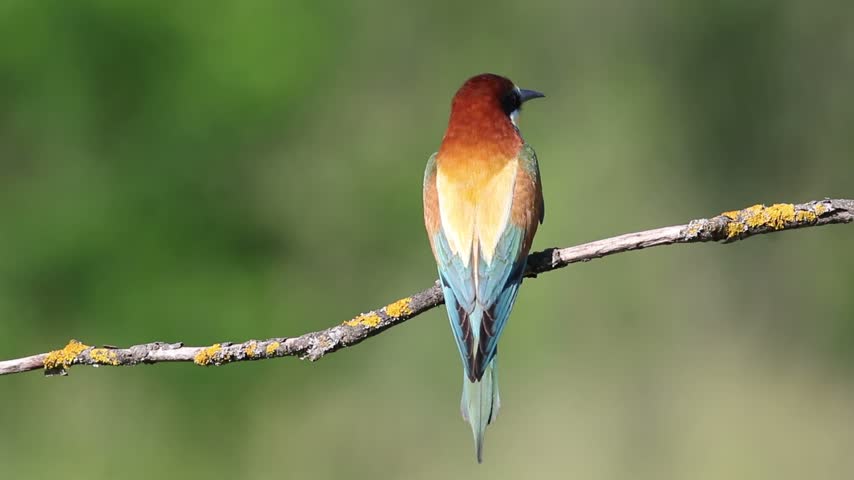 European bee-eater (Merops apiaster) sitting on a lichen-covered branch outdoors against a blurred green background