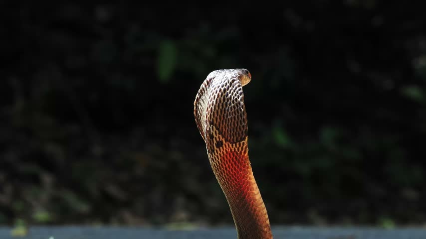 Naja kaouthia or monocled cobra deadly serpent living on a dry leaf in the forestin nature
