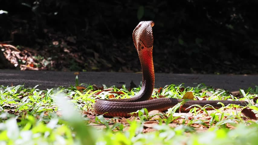 Naja kaouthia or monocled cobra deadly serpent living on a dry leaf in the forestin nature
