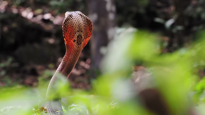 Naja kaouthia or monocled cobra deadly serpent living on a dry leaf in the forestin nature
