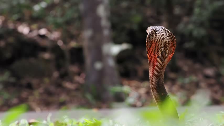 Naja kaouthia or monocled cobra deadly serpent living on a dry leaf in the forestin nature

