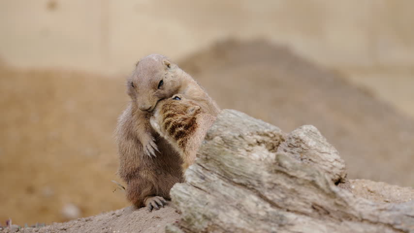 Two prairie dogs share a tender near-kiss beside a weathered log, with one standing upright and the other leaning forward.