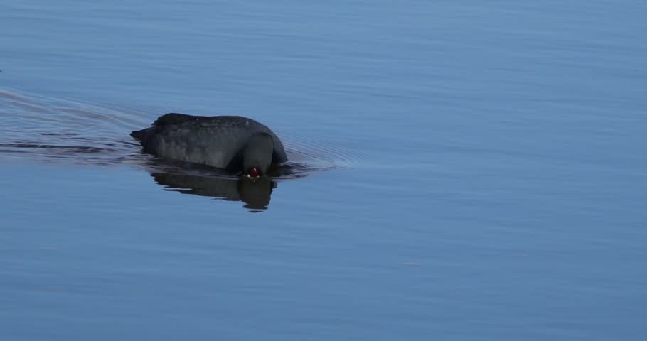 American Coot Fulica Americana Waterfowl Swimming on Water, Free Stock Video 4K