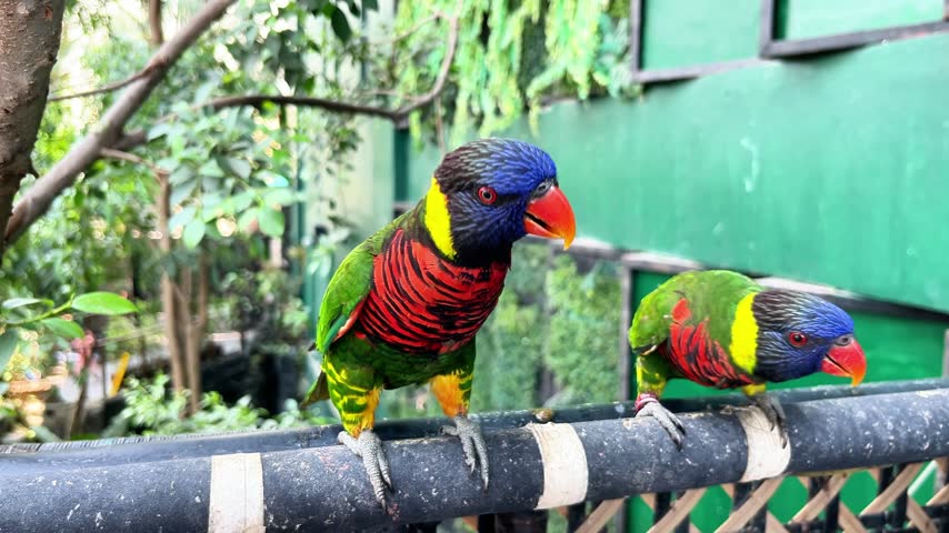 Brightly colored rainbow lorikeets and lory parrots perching on a railing outdoors. Colorful tropical birds with vibrant green red blue feathers in natural aviary environment