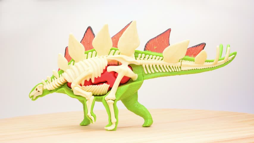 Half‑cutaway stegosaurus toy displaying exposed internal skeleton and organs alongside intact outer body rotating on light wooden table