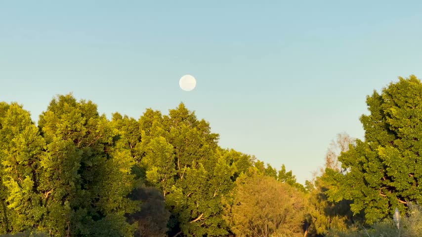 A beautiful large moon visible in the sky above trees gently swaying in the breeze during the late afternoon. Warm golden sunlight illuminates the landscape