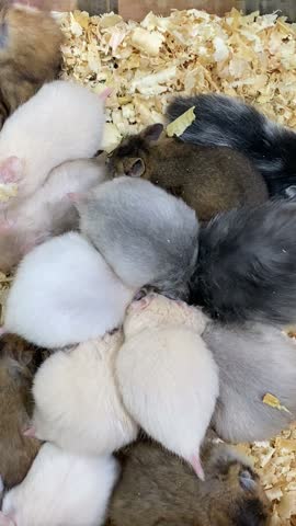 A bunch of guinea pigs are scrambling for food in the pen