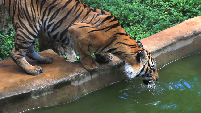 Tiger drinking water in pond.