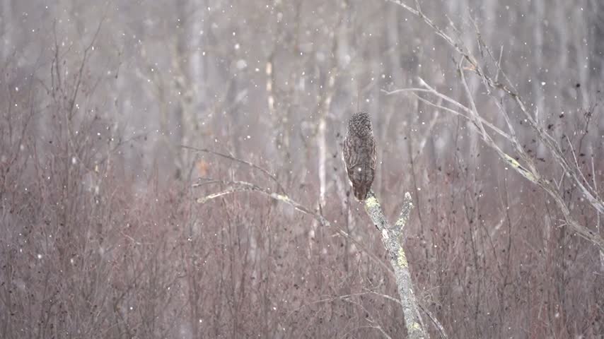 A great gray owl turns its head as snow falls around it. Filmed in 60fps and slow motion capable.