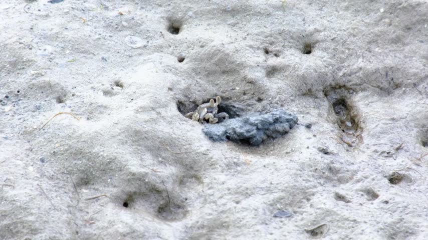 Ghost crab sitting in freshly dug out hole on sandy beach in Fiji, South Pacific