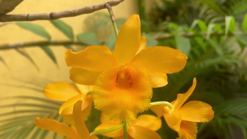 A vibrantly yellow orchid flower of the genus Dendrobium fimbriatum.
