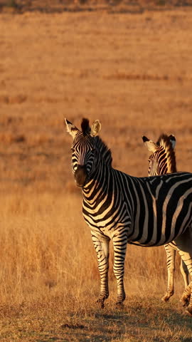Male zebra stands alert in golden dry grass with another zebra partly behind
