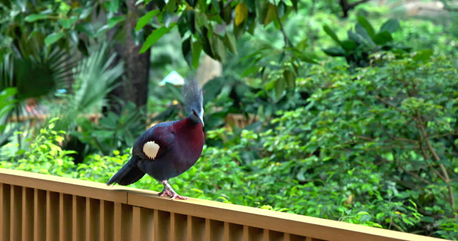 Victoria crowned pigeon standing on wooden railing, Goura victoria exotic bird in tropical garden environment, lush green foliage background, wildlife documentary style.