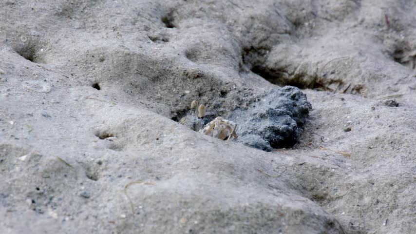 Ghost crab with eyes on top of head sitting in hole on sandy beach on tropical island in Fiji