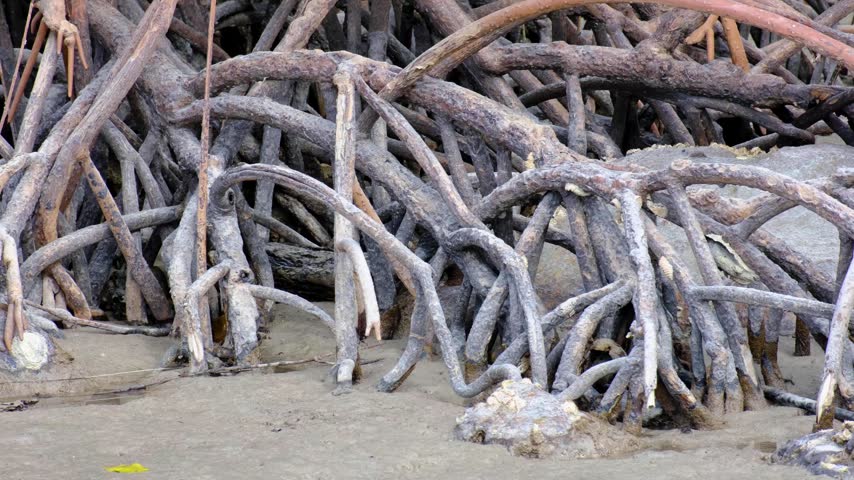 Closeup entangled mangrove forest roots on coastal environment of tropical island in Fiji, South Pacific