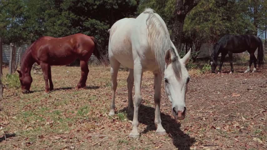 White horse watches the camera while chewing, then lowers its head to graze.