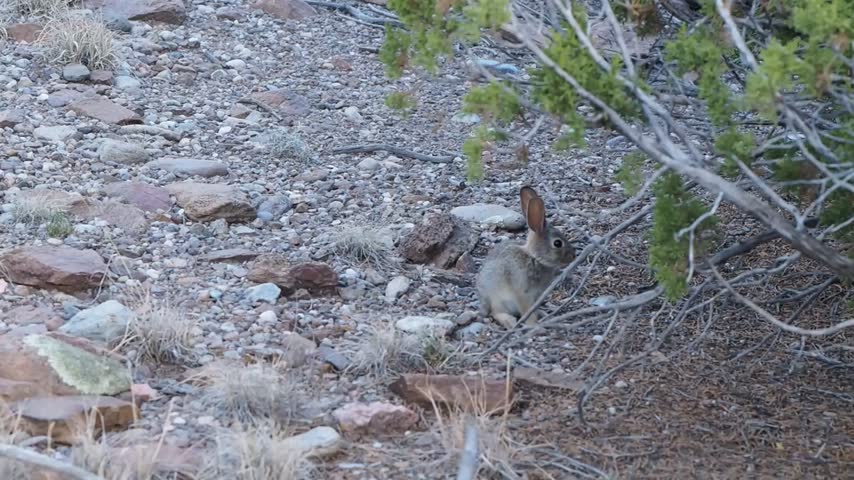 Small desert cottontail jackrabbit hides behind dry brush. Brown fur blends with rocky, arid ground in the southwest of the US, specifically in New Mexico.